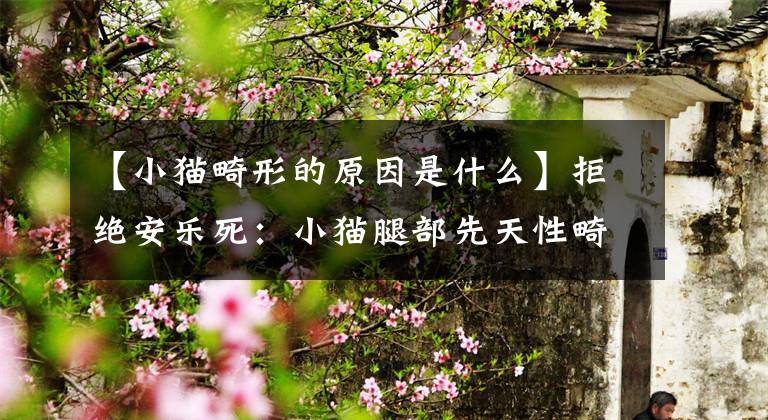 【小猫畸形的原因是什么】拒绝安乐死：小猫腿部先天性畸形的治疗方法(所有繁育人都要看)