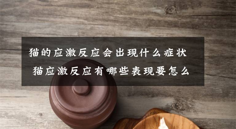 猫的应激反应会出现什么症状 猫应激反应有哪些表现要怎么处理