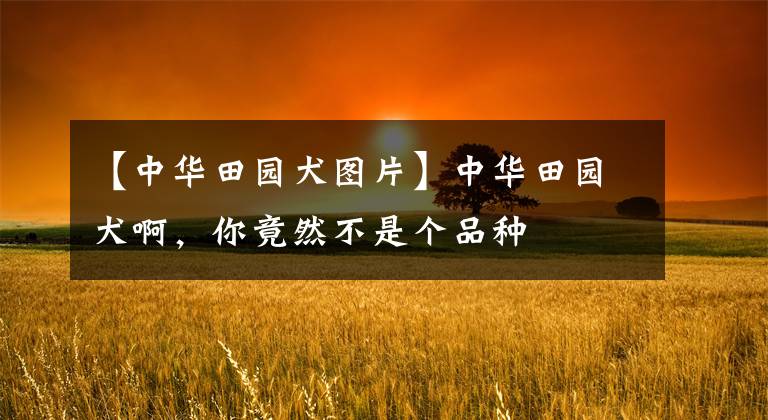 【中华田园犬图片】中华田园犬啊，你竟然不是个品种