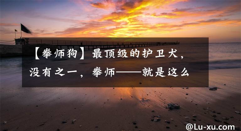 【拳师狗】最顶级的护卫犬，没有之一，拳师——就是这么自信
