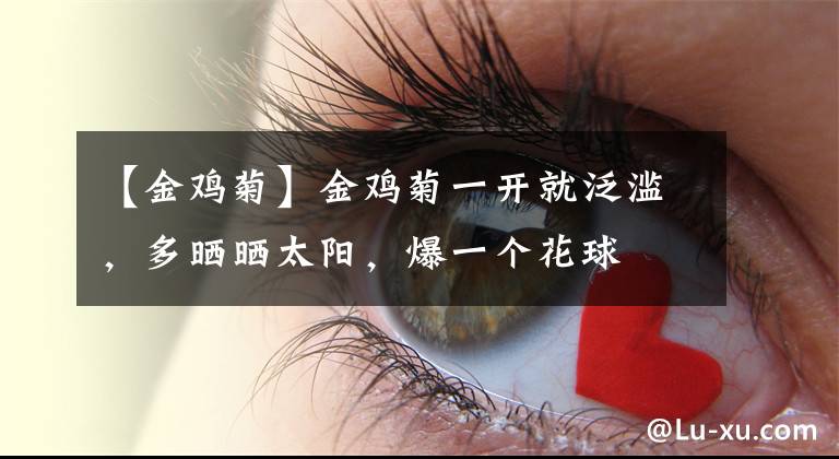 【金鸡菊】金鸡菊一开就泛滥，多晒晒太阳，爆一个花球