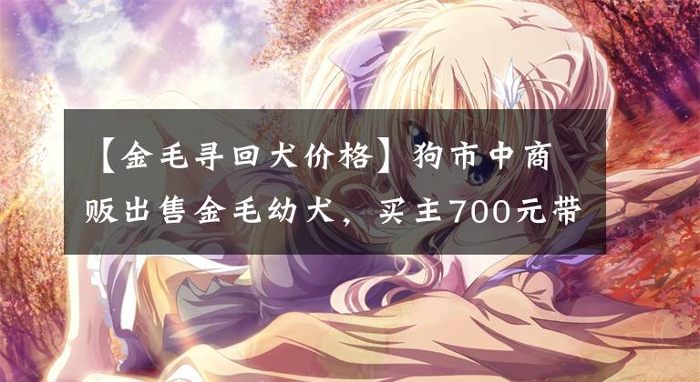 【金毛寻回犬价格】狗市中商贩出售金毛幼犬，买主700元带走，旁人都说买贵了！