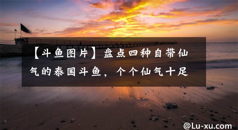 【斗鱼图片】盘点四种自带仙气的泰国斗鱼，个个仙气十足