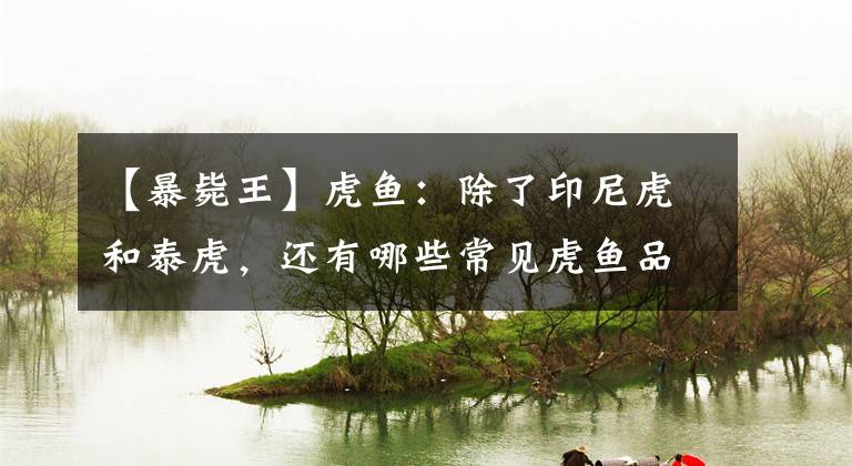 【暴毙王】虎鱼：除了印尼虎和泰虎，还有哪些常见虎鱼品种值得饲养