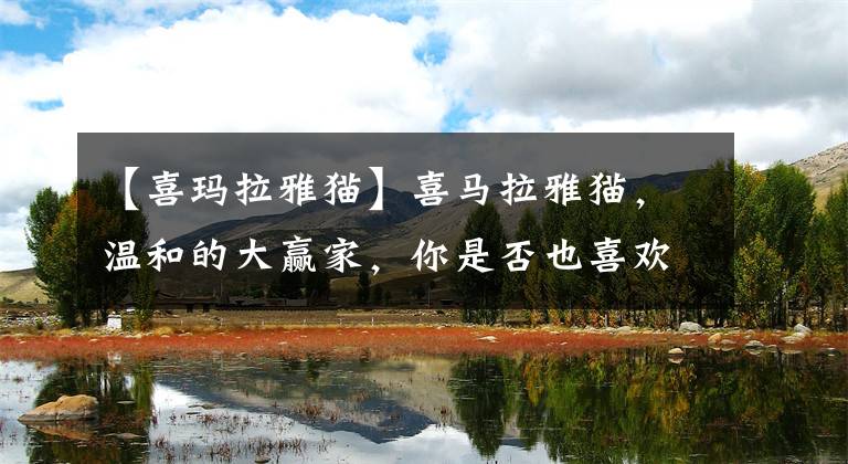 【喜玛拉雅猫】喜马拉雅猫，温和的大赢家，你是否也喜欢呢