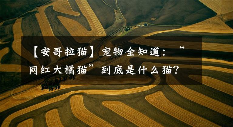 【安哥拉猫】宠物全知道：“网红大橘猫”到底是什么猫？《大橘为重（上）》