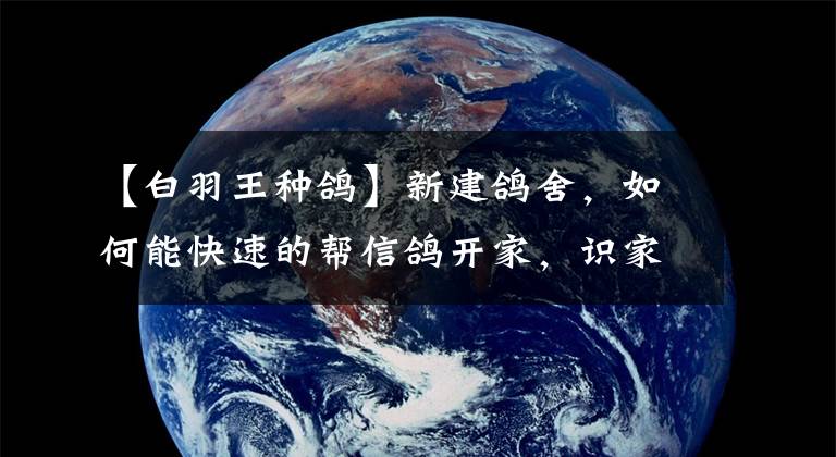 【白羽王种鸽】新建鸽舍，如何能快速的帮信鸽开家，识家