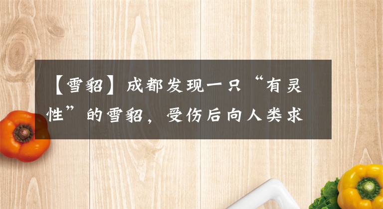 【雪貂】成都发现一只“有灵性”的雪貂，受伤后向人类求助，它有多罕见？
