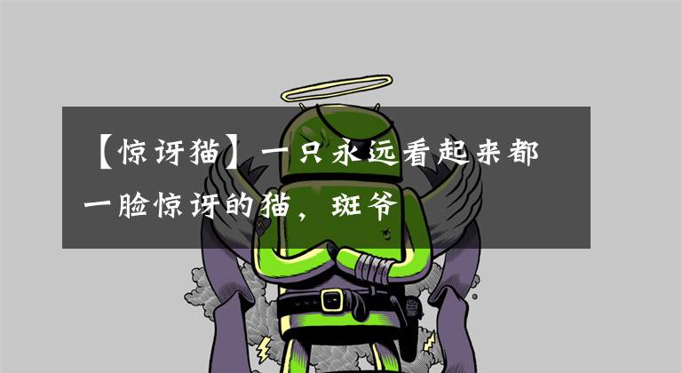 【惊讶猫】一只永远看起来都一脸惊讶的猫，斑爷