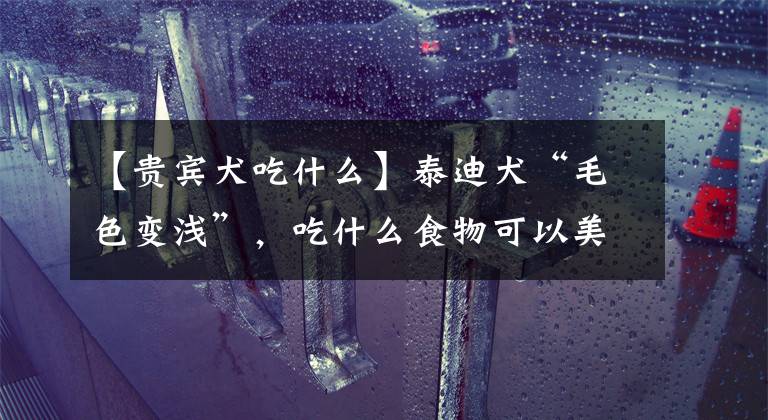 【贵宾犬吃什么】泰迪犬“毛色变浅”，吃什么食物可以美毛？这八种食物效果杠杠的