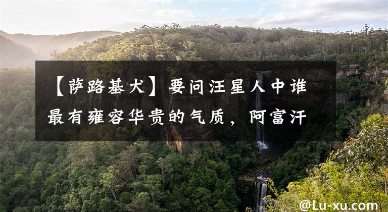 【萨路基犬】要问汪星人中谁最有雍容华贵的气质，阿富汗猎犬绝对有话说！