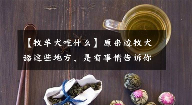 【牧羊犬吃什么】原来边牧犬舔这些地方，是有事情告诉你的