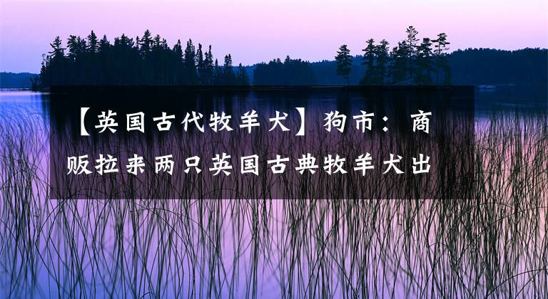 【英国古代牧羊犬】狗市：商贩拉来两只英国古典牧羊犬出售，因准备全家搬到外省！