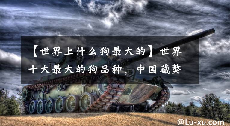【世界上什么狗最大的】世界十大最大的狗品种，中国藏獒第五名，第一名，姚明差不多高