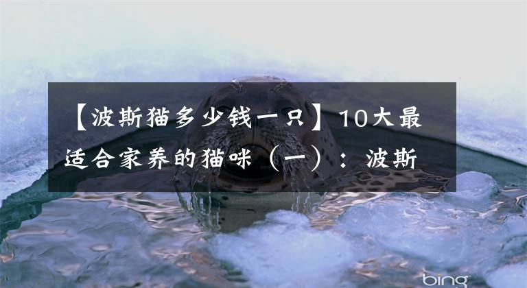 【波斯猫多少钱一只】10大最适合家养的猫咪（一）：波斯猫