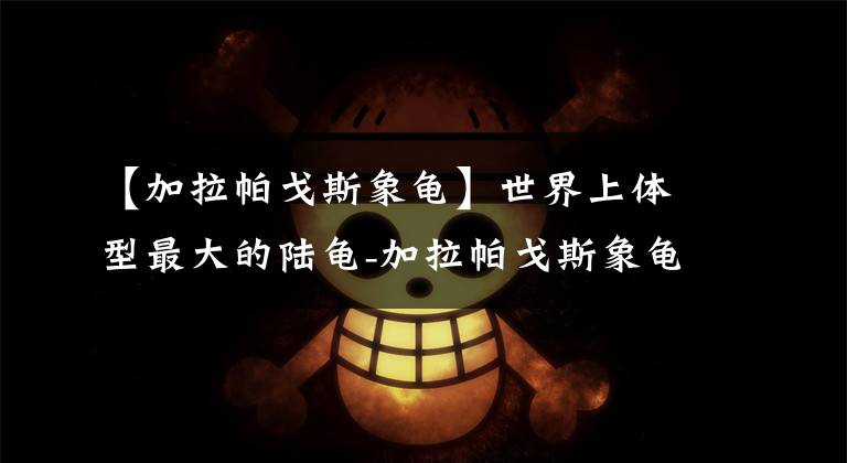 【加拉帕戈斯象龟】世界上体型最大的陆龟-加拉帕戈斯象龟