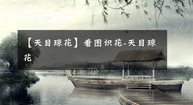 【天目琼花】看图识花-天目琼花