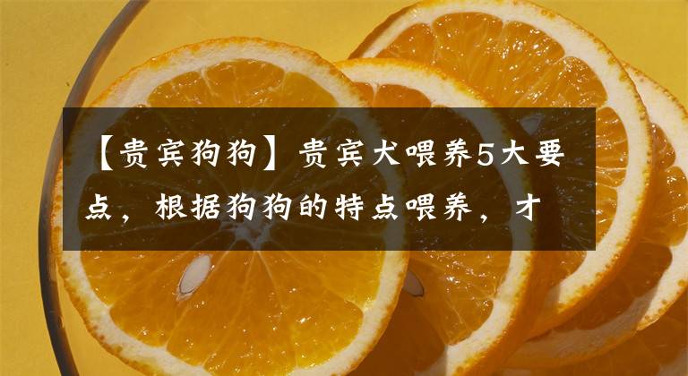 【贵宾狗狗】贵宾犬喂养5大要点，根据狗狗的特点喂养，才能让它们健康成长
