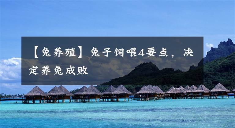 【兔养殖】兔子饲喂4要点，决定养兔成败