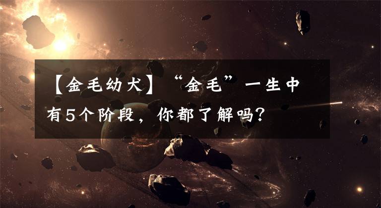 【金毛幼犬】“金毛”一生中有5个阶段，你都了解吗？
