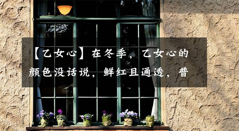 【乙女心】在冬季，乙女心的颜色没话说，鲜红且通透，普货值得拥有