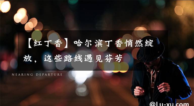 【红丁香】哈尔滨丁香悄然绽放，这些路线遇见芬芳