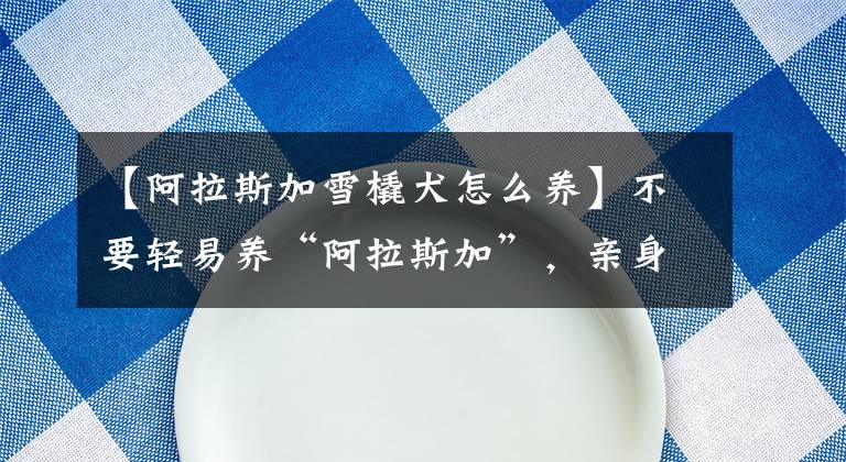 【阿拉斯加雪橇犬怎么养】不要轻易养“阿拉斯加”，亲身经历告诉你，别后悔