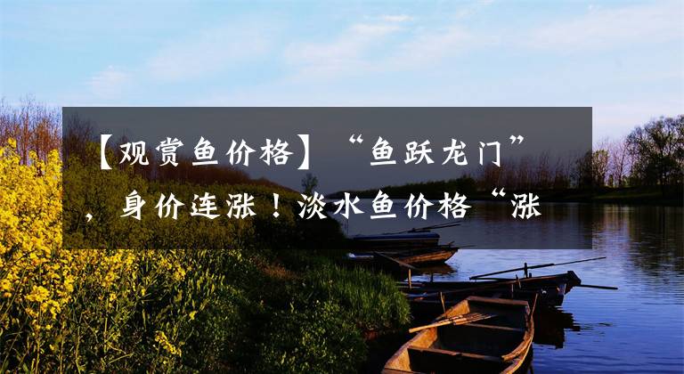 【观赏鱼价格】“鱼跃龙门”，身价连涨！淡水鱼价格“涨势汹汹”为哪般？