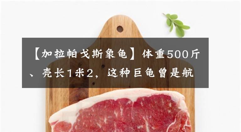 【加拉帕戈斯象龟】体重500斤、壳长1米2，这种巨龟曾是航海者的最爱，被称：活罐头