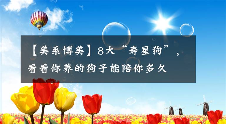 【美系博美】8大“寿星狗”，看看你养的狗子能陪你多久