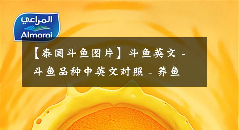 【泰国斗鱼图片】斗鱼英文 - 斗鱼品种中英文对照 - 养鱼爱好者必备