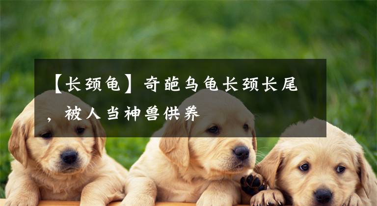 【长颈龟】奇葩乌龟长颈长尾，被人当神兽供养
