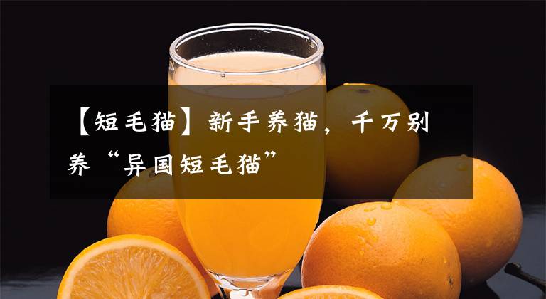【短毛猫】新手养猫，千万别养“异国短毛猫”