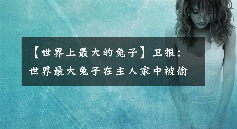 【世界上最大的兔子】卫报：世界最大兔子在主人家中被偷走 身长129厘米记入吉尼斯世界纪录