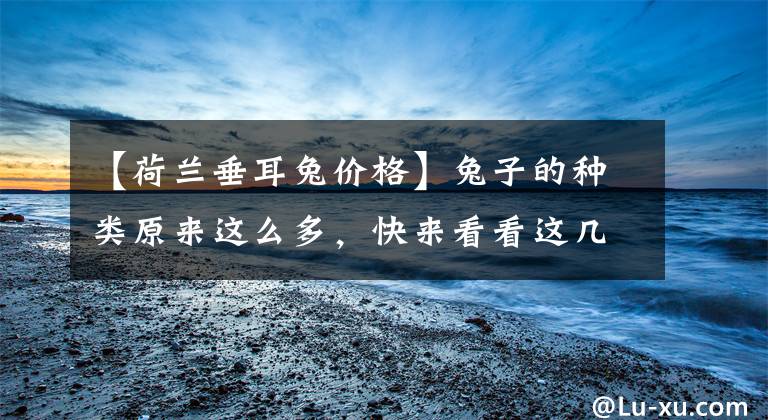 【荷兰垂耳兔价格】兔子的种类原来这么多，快来看看这几种你见过吗？