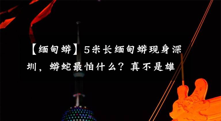 【缅甸蟒】5米长缅甸蟒现身深圳，蟒蛇最怕什么？真不是雄黄粉，应果断掏肛