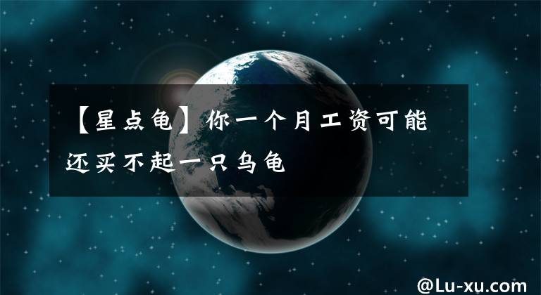 【星点龟】你一个月工资可能还买不起一只乌龟