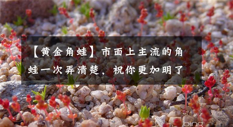 【黄金角蛙】市面上主流的角蛙一次弄清楚，祝你更加明了！加更