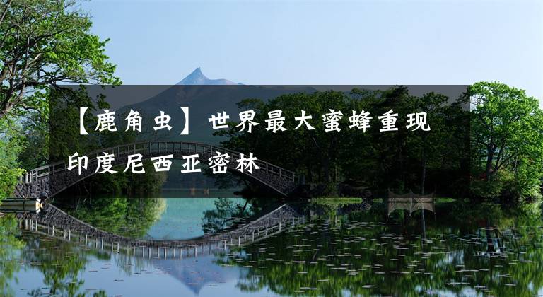 【鹿角虫】世界最大蜜蜂重现印度尼西亚密林