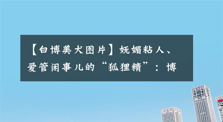 【白博美犬图片】妩媚粘人、爱管闲事儿的“狐狸精”：博美犬性格全面解析