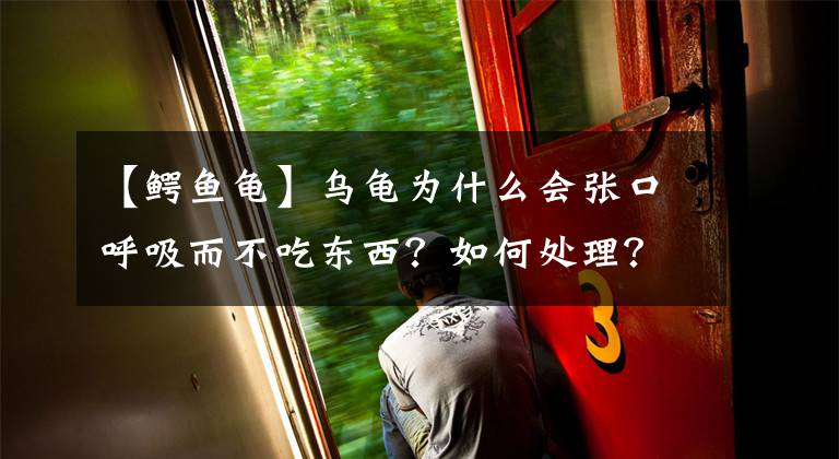 【鳄鱼龟】乌龟为什么会张口呼吸而不吃东西？如何处理？