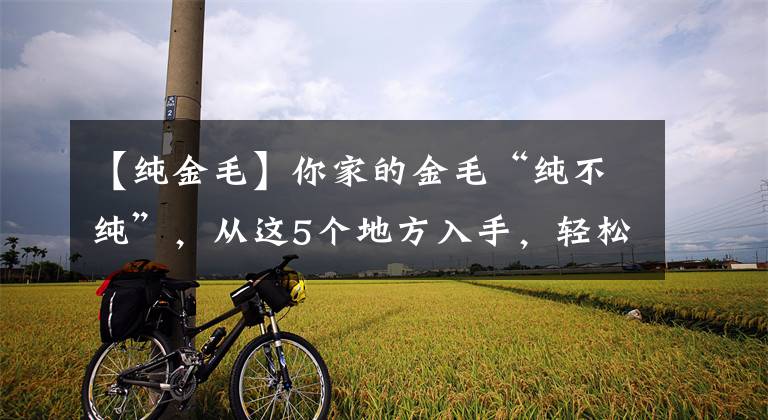 【纯金毛】你家的金毛“纯不纯”，从这5个地方入手，轻松分辨