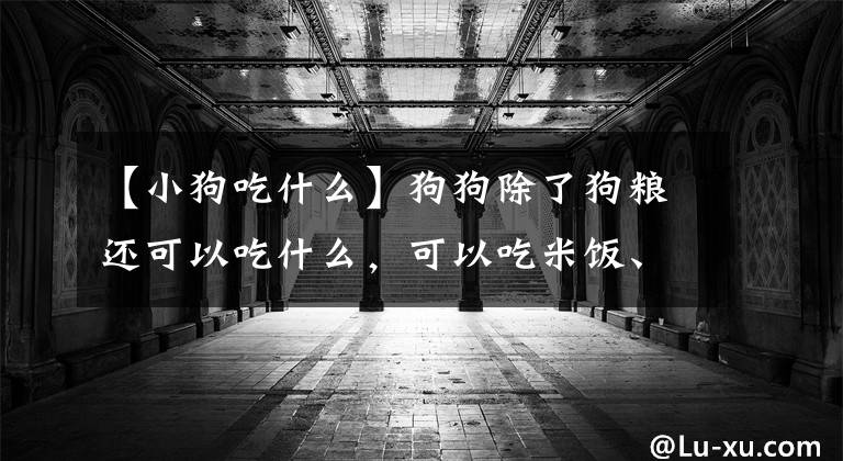 【小狗吃什么】狗狗除了狗粮还可以吃什么，可以吃米饭、吃水果吗？