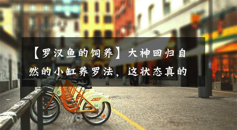 【罗汉鱼的饲养】大神回归自然的小缸养罗法，这状态真的爆棚