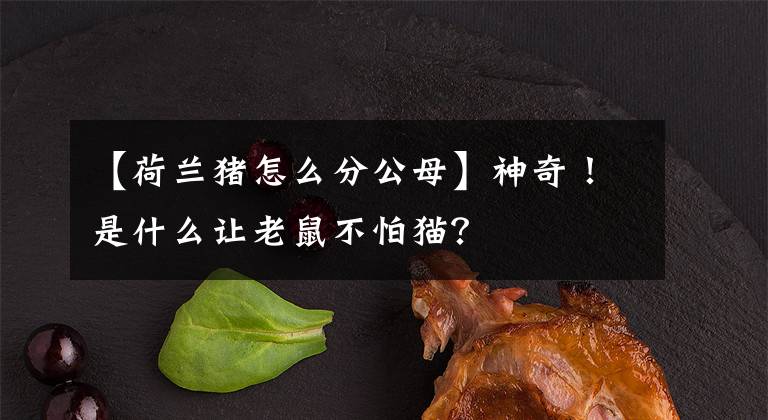 【荷兰猪怎么分公母】神奇！是什么让老鼠不怕猫？