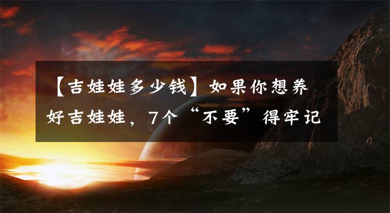 【吉娃娃多少钱】如果你想养好吉娃娃，7个“不要”得牢记