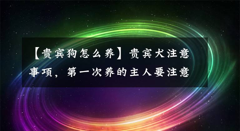 【贵宾狗怎么养】贵宾犬注意事项，第一次养的主人要注意第3点，别被狗狗欺负了