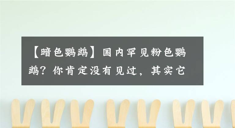 【暗色鹦鹉】国内罕见粉色鹦鹉？你肯定没有见过，其实它是“葵花鹦鹉”