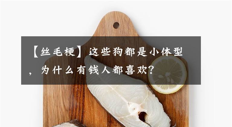 【丝毛梗】这些狗都是小体型，为什么有钱人都喜欢？