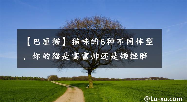 【巴厘猫】猫咪的6种不同体型，你的猫是高富帅还是矮挫胖？